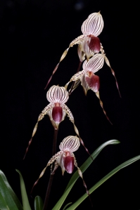 Paphiopedilum Lady Booth Sunset Valley Orchids AM/AOS 85 pts.